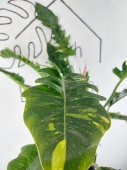 Philodendron Ring of Fire XXL | 60-70cm