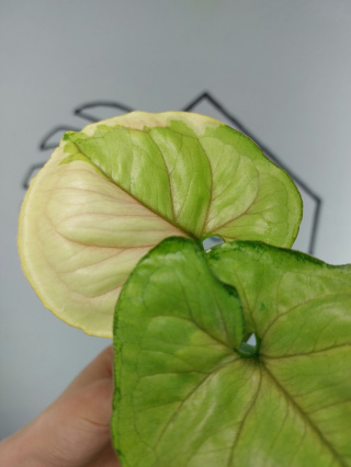 Syngonium Orm Thong Variegata | Szczyt 3