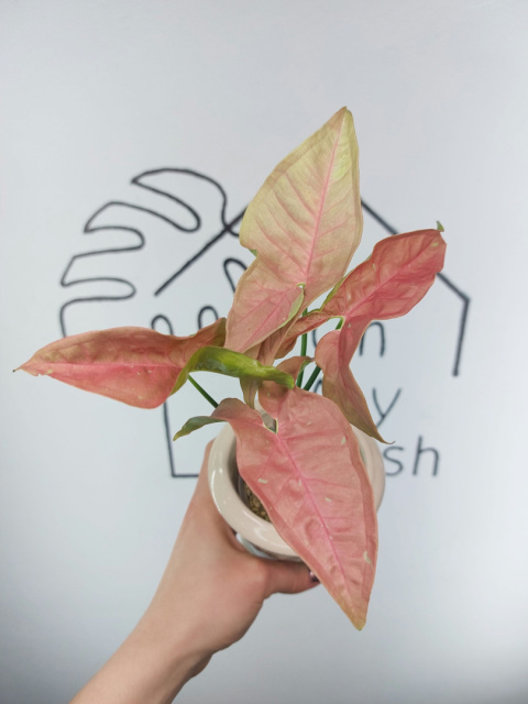 Syngonium Pink Caviar | Sadzonka 3 | 30cm