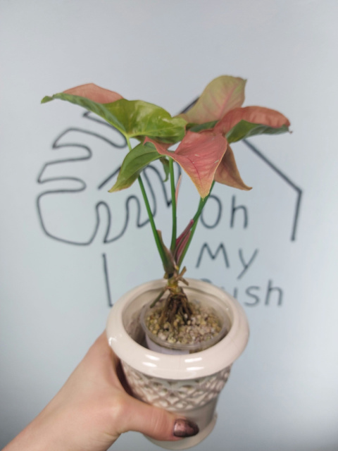 Syngonium Pink Caviar | Sadzonka 3 | 30cm