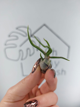 Tillandsia Bulbosa Oplątwa MINI