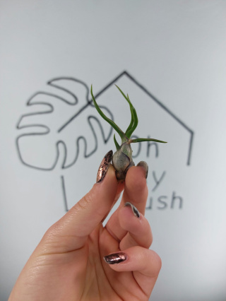 Tillandsia Bulbosa Oplątwa MINI