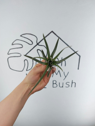 Tillandsia Fasciculata Oplątwa