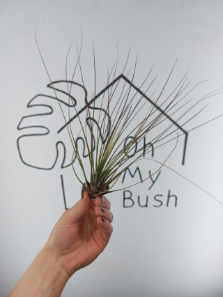 Tillandsia Juncifolia Oplątwa