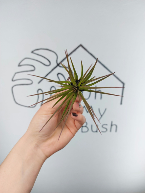 Tillandsia Melanocrater Red Oplątwa