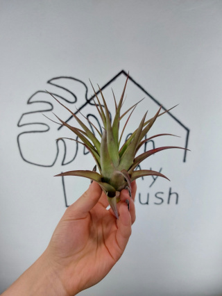 Tillandsia Multiflora Red XL Oplątwa