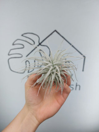 Tillandsia Tectorum Oplątwa