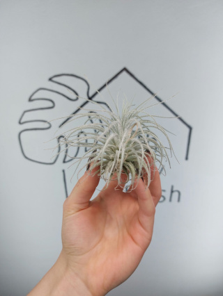 Tillandsia Tectorum Oplątwa