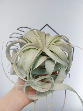 Tillandsia Xerographica XL Oplątwa