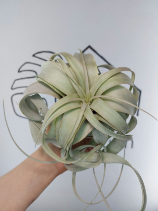 Tillandsia Xerographica XL Oplątwa