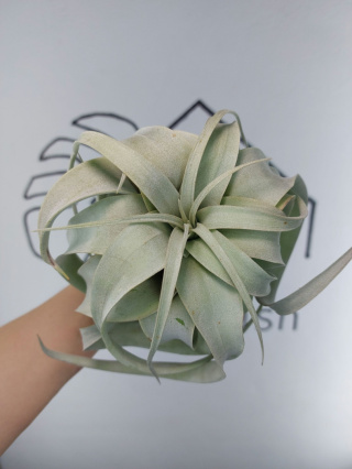 Tillandsia Xerographica L Oplątwa