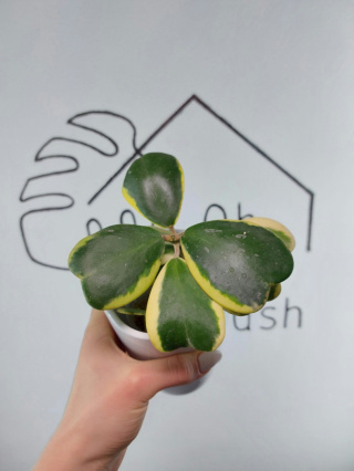 Hoya Kerrii Variegata | 15-20cm