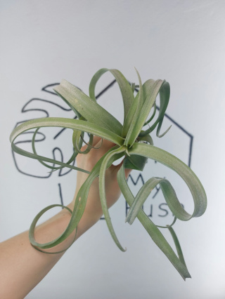 Tillandsia Curly Slim XL Oplątwa