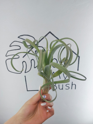 Tillandsia Curly Slim XL Oplątwa