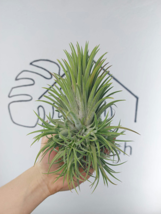 Tillandsia Ionantha Green Kępa Oplątwa