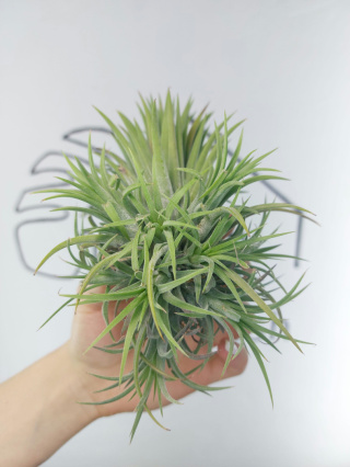 Tillandsia Ionantha Green Kępa Oplątwa