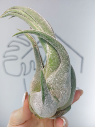 Tillandsia Seleriana XL Oplątwa