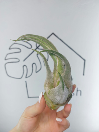 Tillandsia Seleriana XL Oplątwa