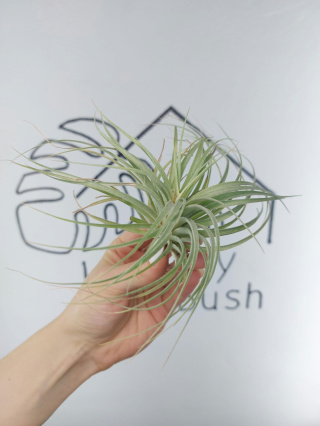 Tillandsia Silver Oplątwa