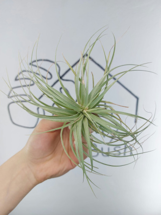 Tillandsia Silver Oplątwa