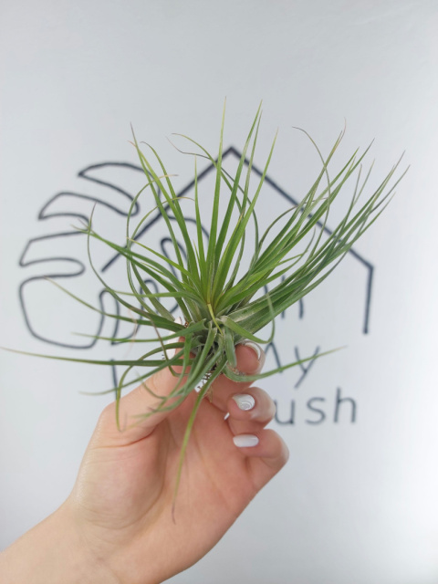 Tillandsia Stricta Oplątwa