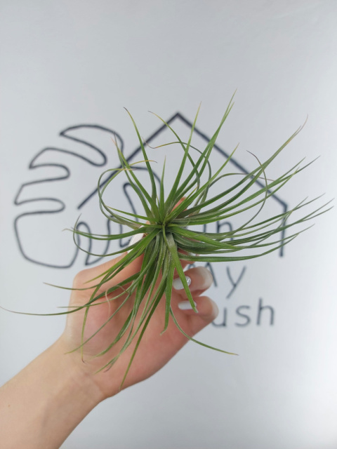 Tillandsia Stricta Oplątwa