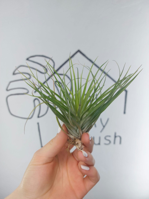 Tillandsia Stricta Oplątwa