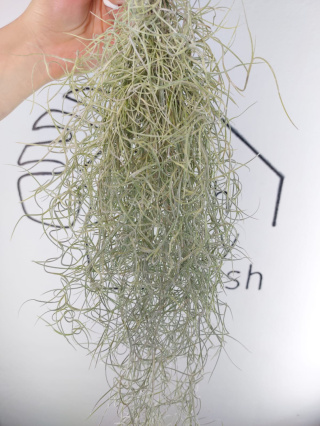 Tillandsia Usneoides XXL Oplątwa | 90-100cm