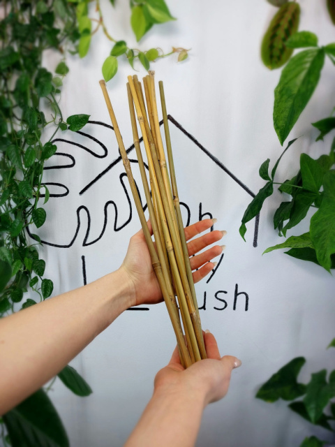 Tyczki bambusowe 45cm | zestaw 10szt