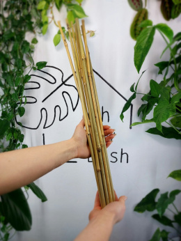 Tyczki bambusowe 60cm | zestaw 10szt