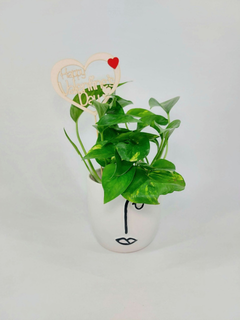 Zestaw Happy Valentine's Day | Epipremnum Aureum + osłonka Chłopiec