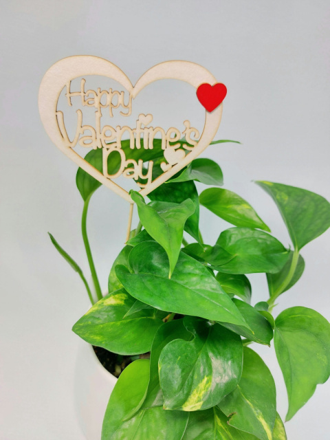 Zestaw Happy Valentine's Day | Epipremnum Aureum + osłonka Chłopiec