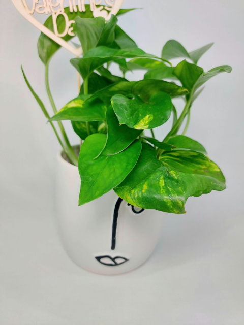 Zestaw Happy Valentine's Day | Epipremnum Aureum + osłonka Chłopiec