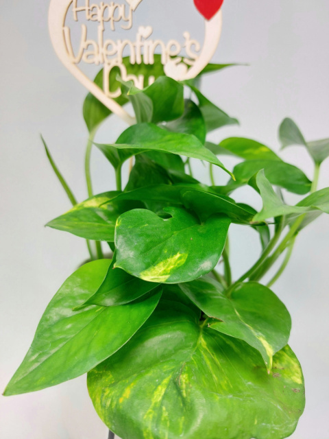 Zestaw Happy Valentine's Day | Epipremnum Aureum + osłonka Chłopiec