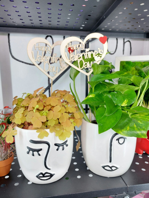 Zestaw Happy Valentine's Day | Epipremnum Aureum + osłonka Chłopiec