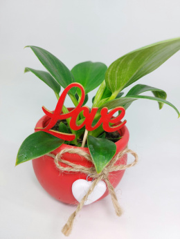 Zestaw LOVE | Philodendron Birkin + osłonka czerwone serce