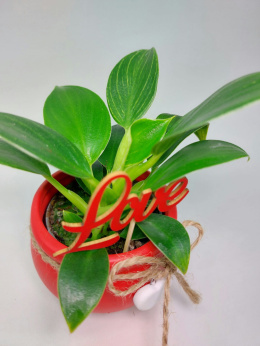 Zestaw LOVE | Philodendron Birkin + osłonka czerwone serce