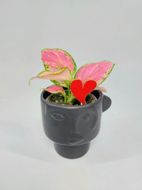 Zestaw SERCE | Aglaonema + osłonka Picasso czarna