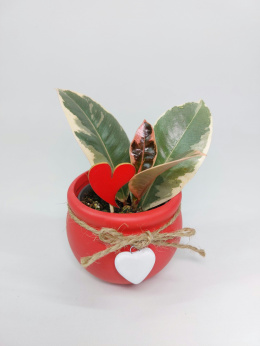 Zestaw SERCE | Ficus Elastica Tineke + osłonka czerwone serce