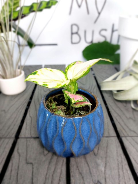 Aglaonema Red Valentine | 10cm