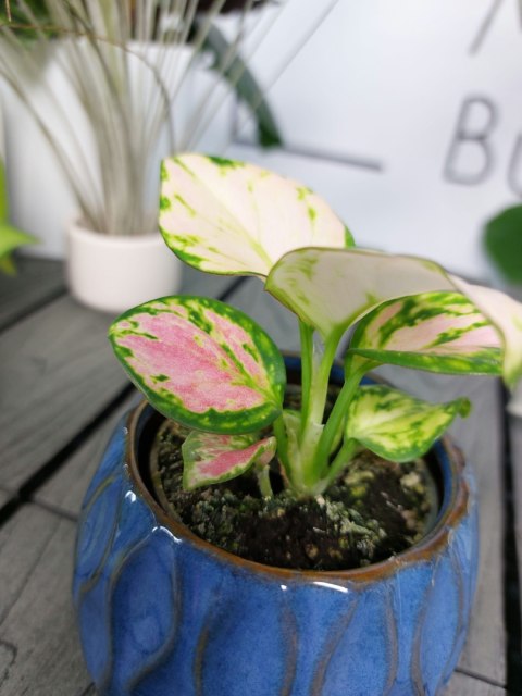 Aglaonema Red Valentine | 10cm