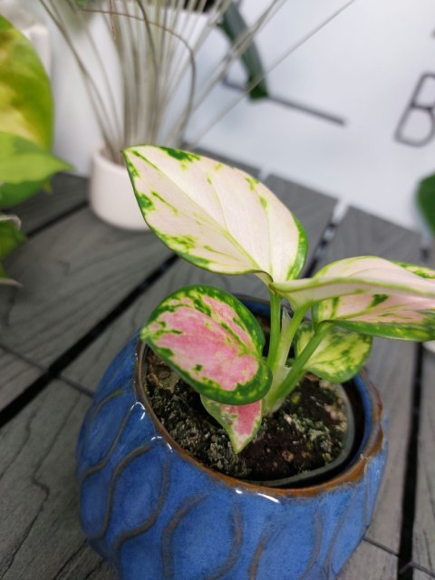 Aglaonema Red Valentine | 10cm