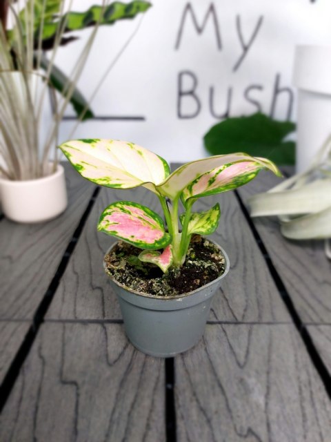 Aglaonema Red Valentine | 10cm