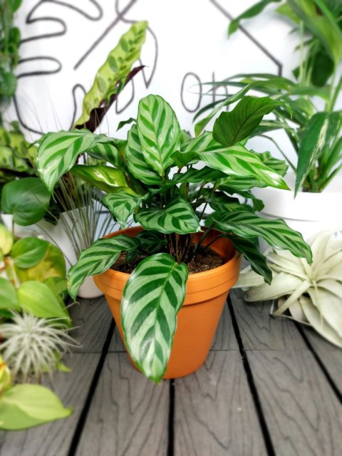 Calathea Freddie | 25-30cm