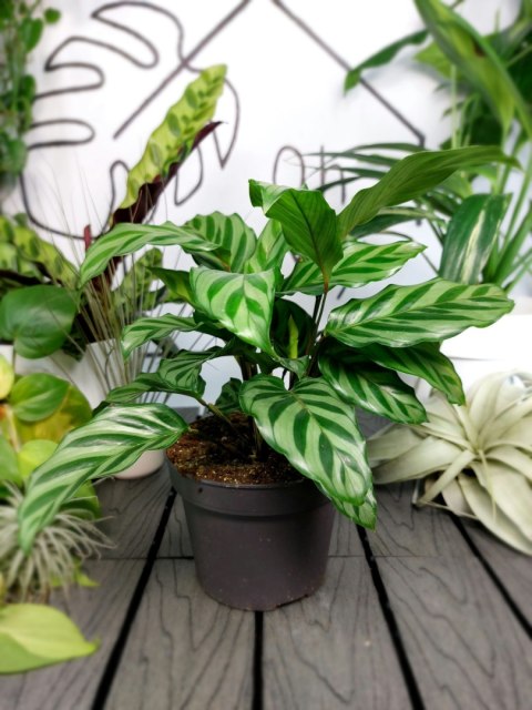 Calathea Freddie | 25-30cm