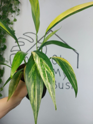 Epipremnum Amplissimum Variegata | Sadzonka 17 | 45cm