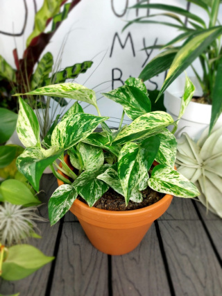 Epipremnum Marble Queen | 15-20cm