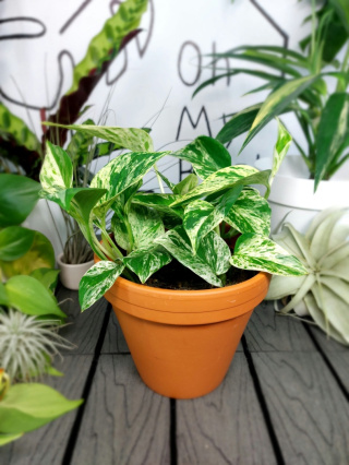 Epipremnum Marble Queen | 15-20cm