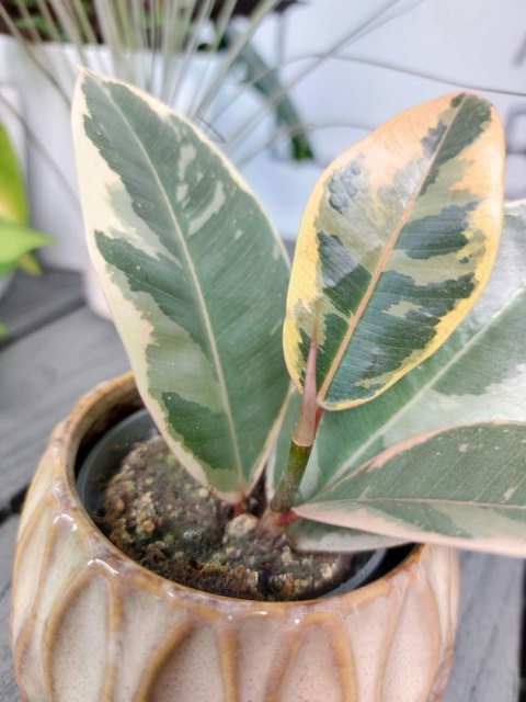 Ficus Elastica Tineke | 10-15cm