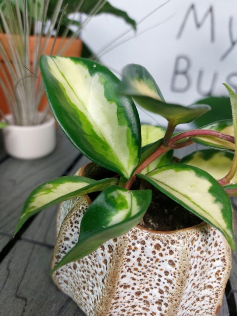 Hoya Carnosa Tricolor | 10cm